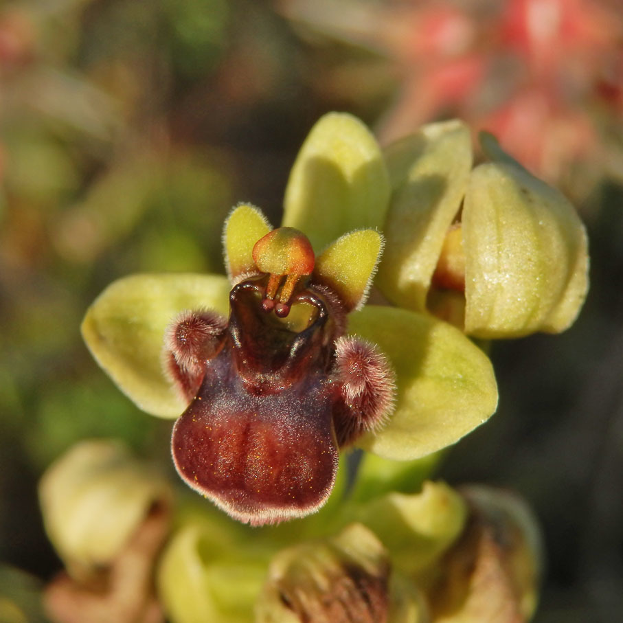 Bumble Bee Orchid