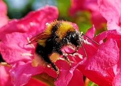Bombus hortorum