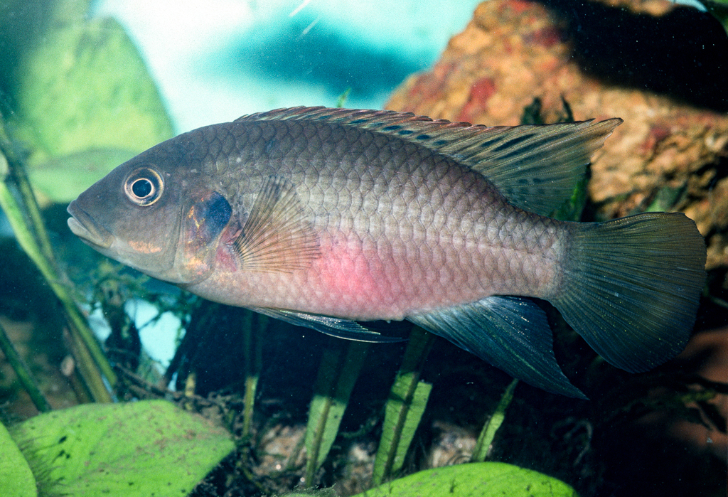 Blackdorsal cichlid (Benitochromis nigrodorsalis) — Cichlidae