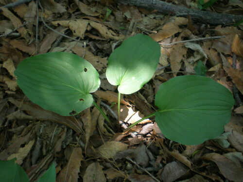 Hosta capitata iNat (1)