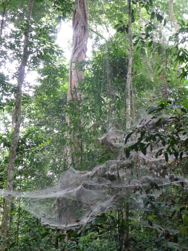 Agelena consociata
