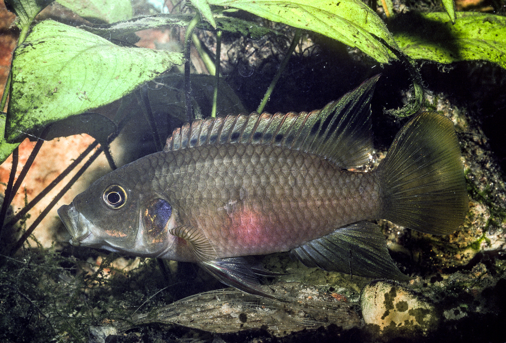 Bénitochromis à dos noir (Benitochromis nigrodorsalis)