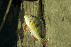Geophagus