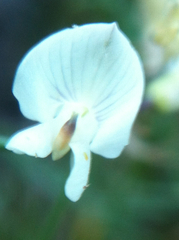 Astragalus convallarius