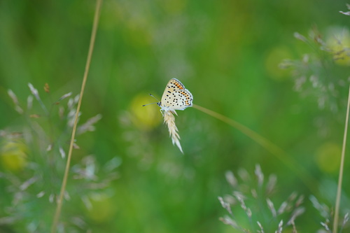 Sooty Copper, photo 10 of 10