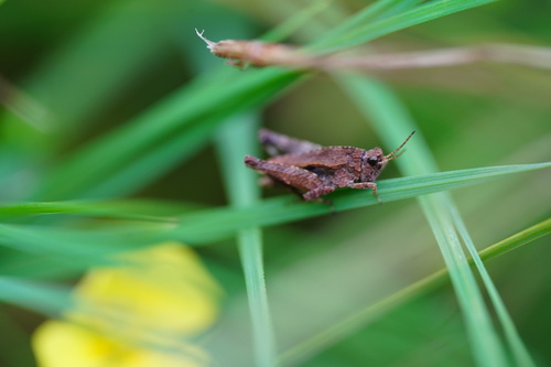 Common Groundhopper, photo 10 of 10