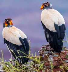 King Vulture photo 4