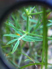 Astragalus convallarius