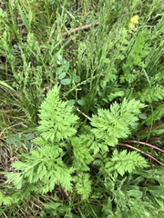 Torilis nodosa