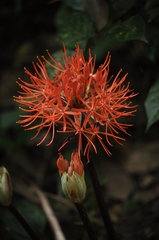 Scadoxus