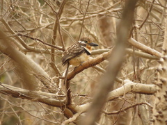Hypnelus ruficollis