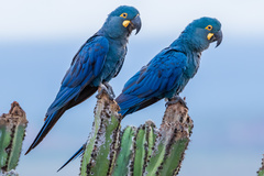 Indigo Macaw photo 1