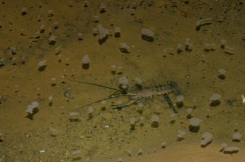 Australian red claw crayfish