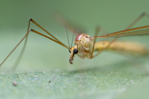 Nephrotoma eucera photo 3