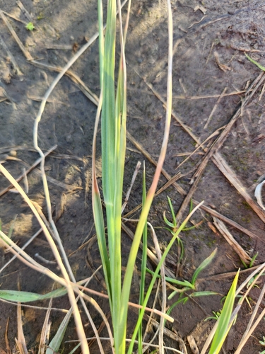 Sporobolus africanus
