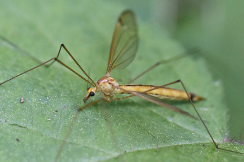 Nephrotoma eucera photo 2
