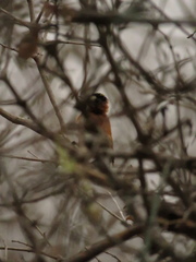 Picumnus cinnamomeus