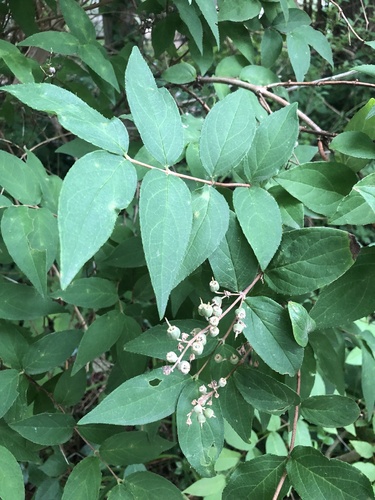 Image of Deutzia crenata by (c) Lythronax246, some rights reserved (CC BY)