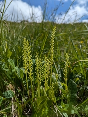 One-leaf bog orchid (Malaxis monophyllos)