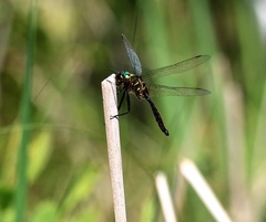 Somatochlora walshii