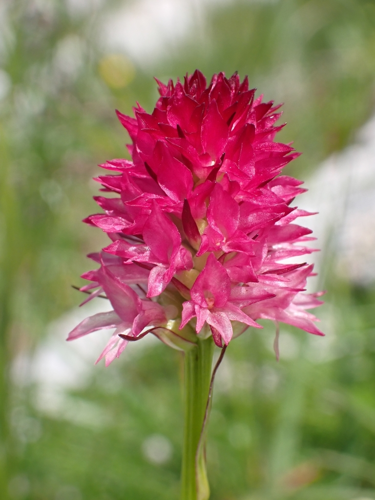 Gymnadenia bicolor