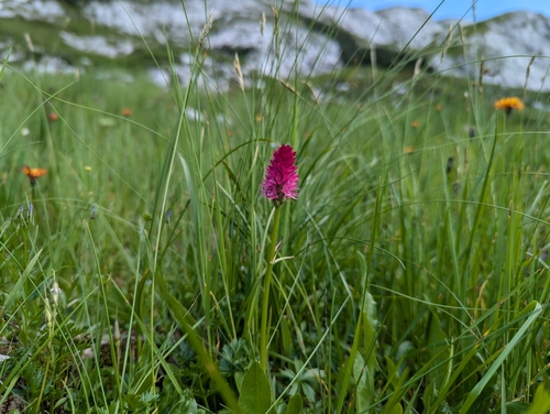 Image of Gymnadenia bicolor by (c) Elias, some rights reserved (CC BY)