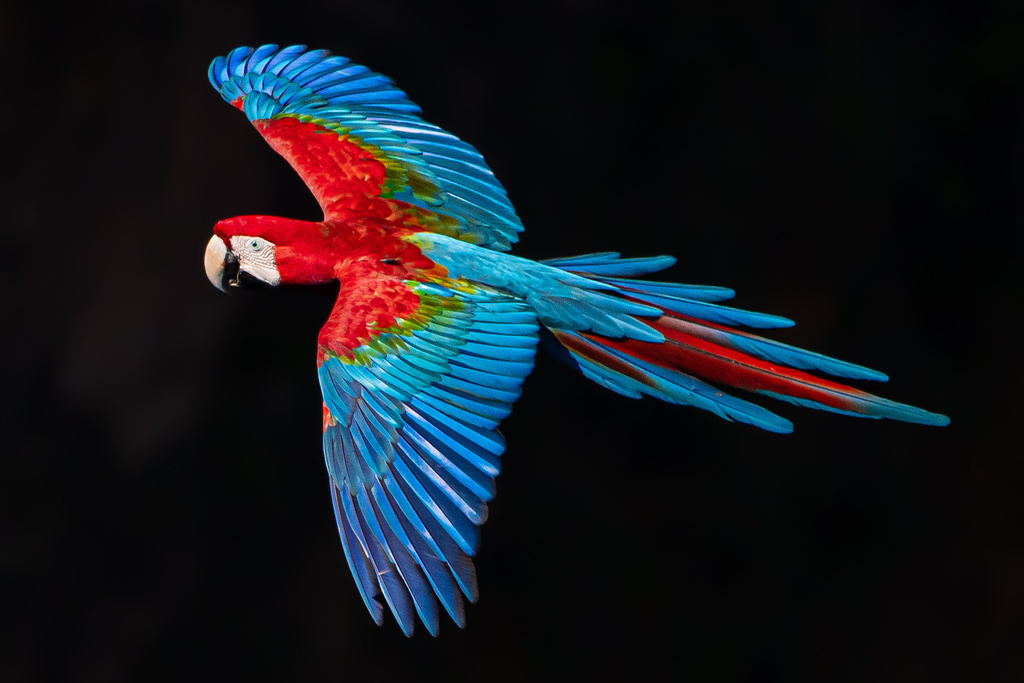 Red-And-Green Macaw