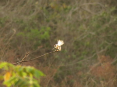 Pseudobombax septenatum