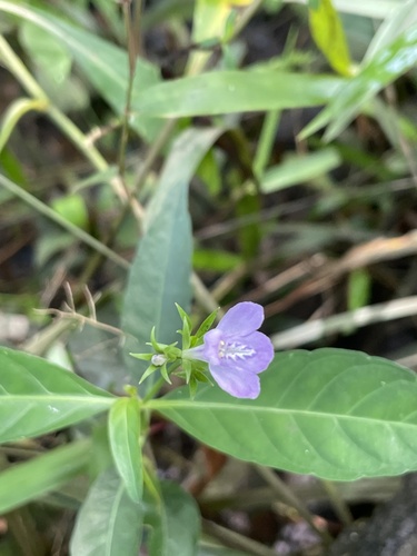Image of Justicia ovata by (c) Tres Fisher, some rights reserved (CC BY-SA)
