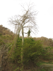 Pseudobombax septenatum