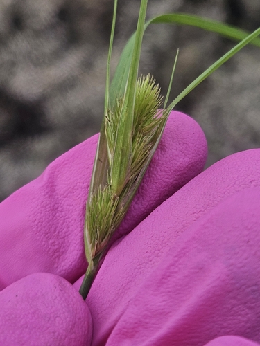 Image of Carex sychnocephala by (c) Solomiya, some rights reserved (CC BY)