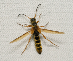 Necydalis cavipennis