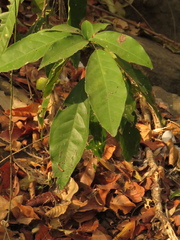 Capparidastrum frondosum