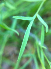 Astragalus convallarius