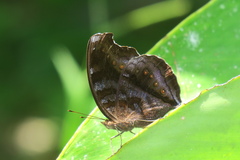 Junonia hedonia ida