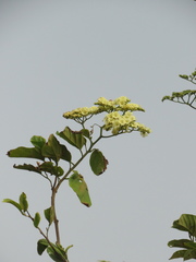 Cordia dentata