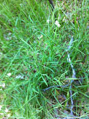 Astragalus convallarius