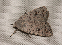 Caradrina multifera