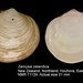Zemysia zelandica - Photo (c) WoRMS Editorial Board, algunos derechos reservados (CC BY-NC-SA)