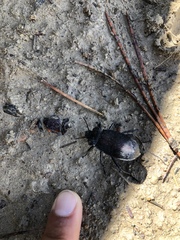 Eleodes suturalis