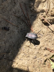 Eleodes suturalis