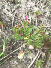 Epilobium ciliatum watsonii