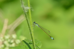 Ischnura elegans