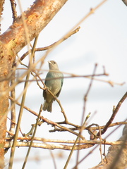 Thraupis glaucocolpa