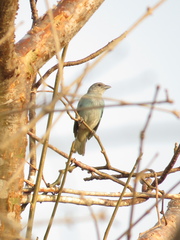 Thraupis glaucocolpa