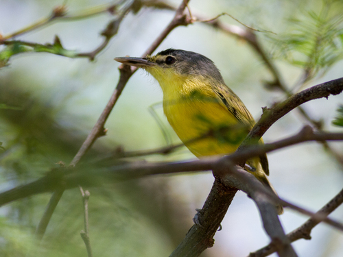 Maracaibo Tody-Flycatcher