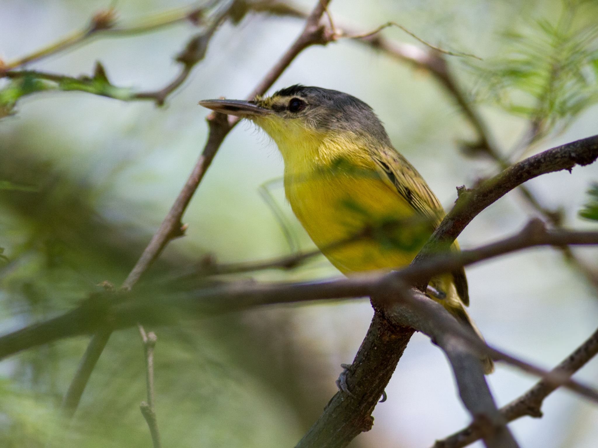 Maracaibo Tody-Flycatcher illustration
