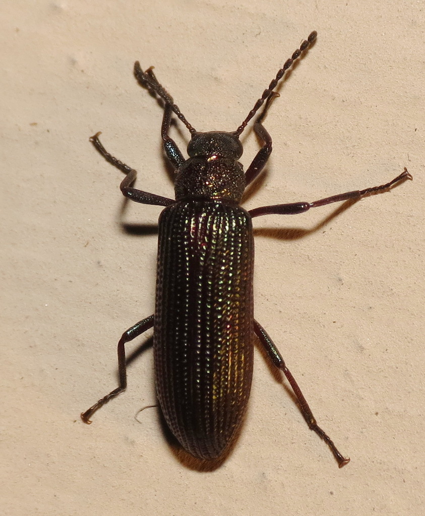 Strongylium crenatum (Darkling Beetles (Tenebrionidae) of Virginia