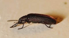 Strongylium crenatum