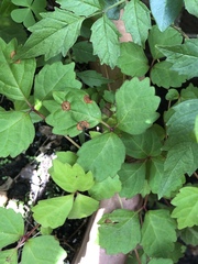 Phyllosticta ampelicida